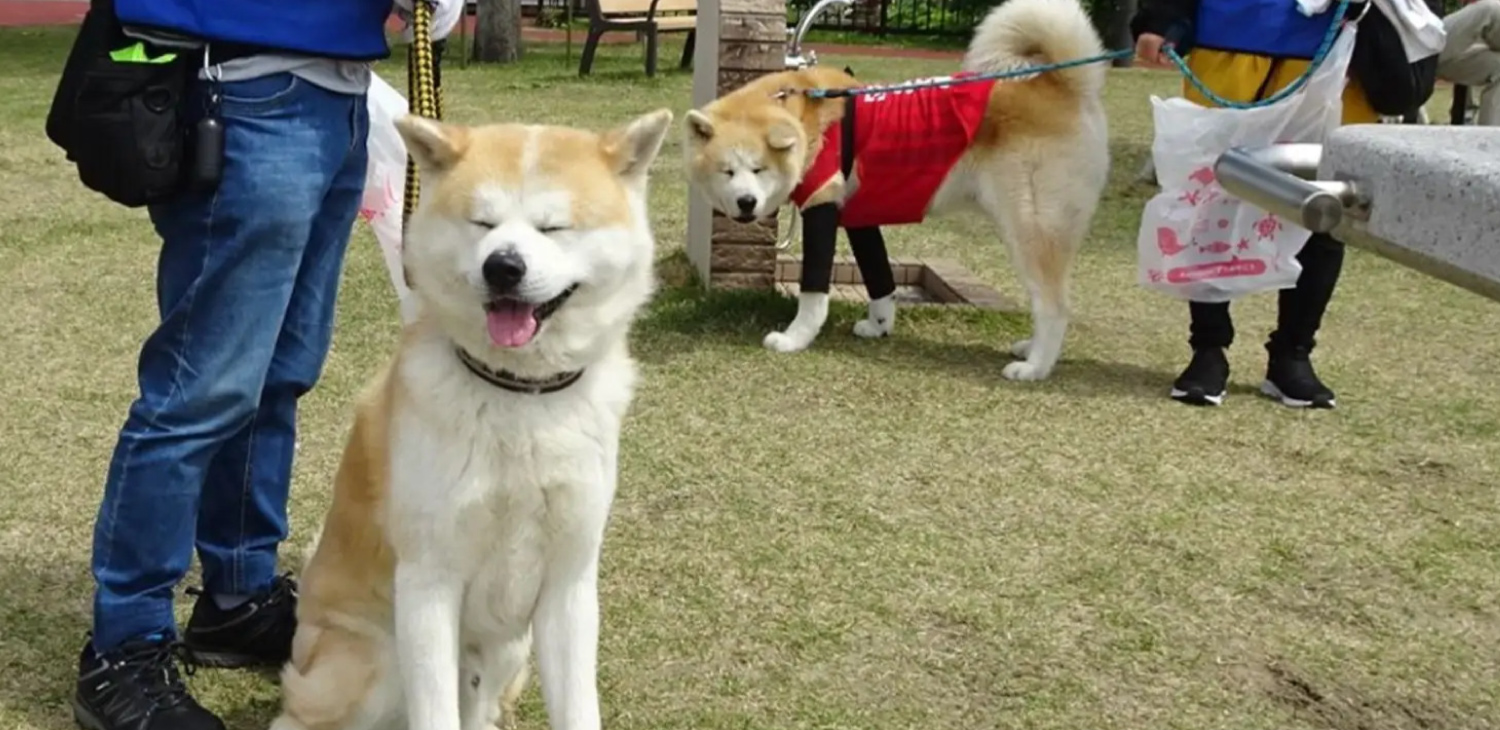 秋田県で犬の散歩をしながらゴミ拾い！海洋ごみゼロを目指す！秋田犬も10匹参加