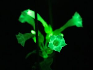 光る植物（Nicotiana tabacum / タバコ）