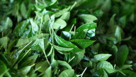 宮崎県の老舗茶園がこの秋、有機JAS認証の「有機抹茶」を発売！来年には海外も注目の「完全オーガニック抹茶」へ