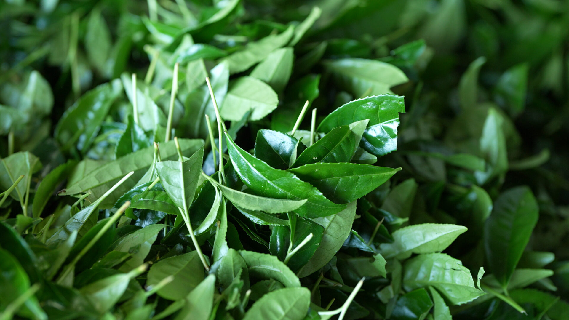 宮崎県の老舗茶園がこの秋、有機JAS認証の「有機抹茶」を発売!来年には海外も注目の「完全オーガニック抹茶」へ