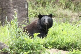 りんごの味を覚えたクマからの食害に対策を！深刻な被害を受ける産地を「食べて応援」