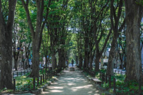 仙台・定禅寺通のシンボル、樹齢80年超の伐採したケヤキを生活用品に再生！クラウドファンディングで先行販売実施中。