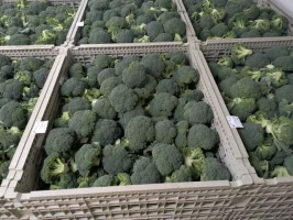 捨てられていた「ブロッコリーの茎」を使用した「じゃないほうのブロッコリーレストラン」が期間限定でオープン