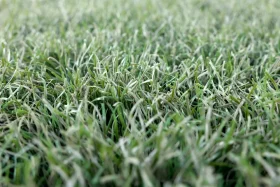 海水中でも分解する生分解性人工芝「Re Green Grass 9」、バンテリンドーム ナゴヤのウォーニングゾーンに2026年シーズンから採用へ