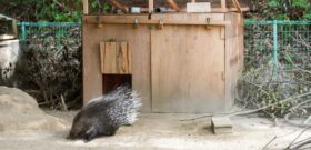 ヤマアラシの小屋をアップサイクル断熱材で改修　wizoo・大牟田市動物園らの共同プロジェクト