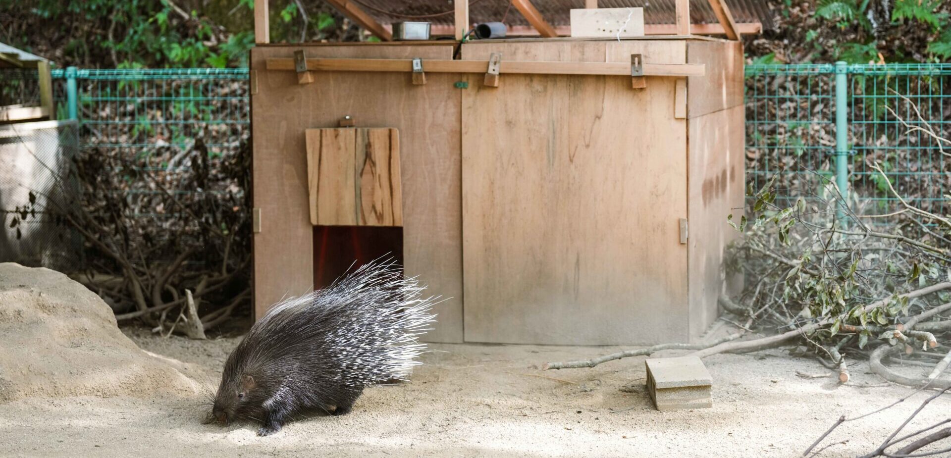 ヤマアラシの小屋をアップサイクル断熱材で改修　wizoo・大牟田市動物園らの共同プロジェクト