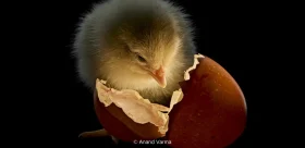 卵の中の胎動、ハチドリの舌の驚異…肉眼では見えない生命の神秘に迫る。写真家アナンド・ヴァルマ氏がディズニー「アースマンス」イベントで日本のメディアに初登場！