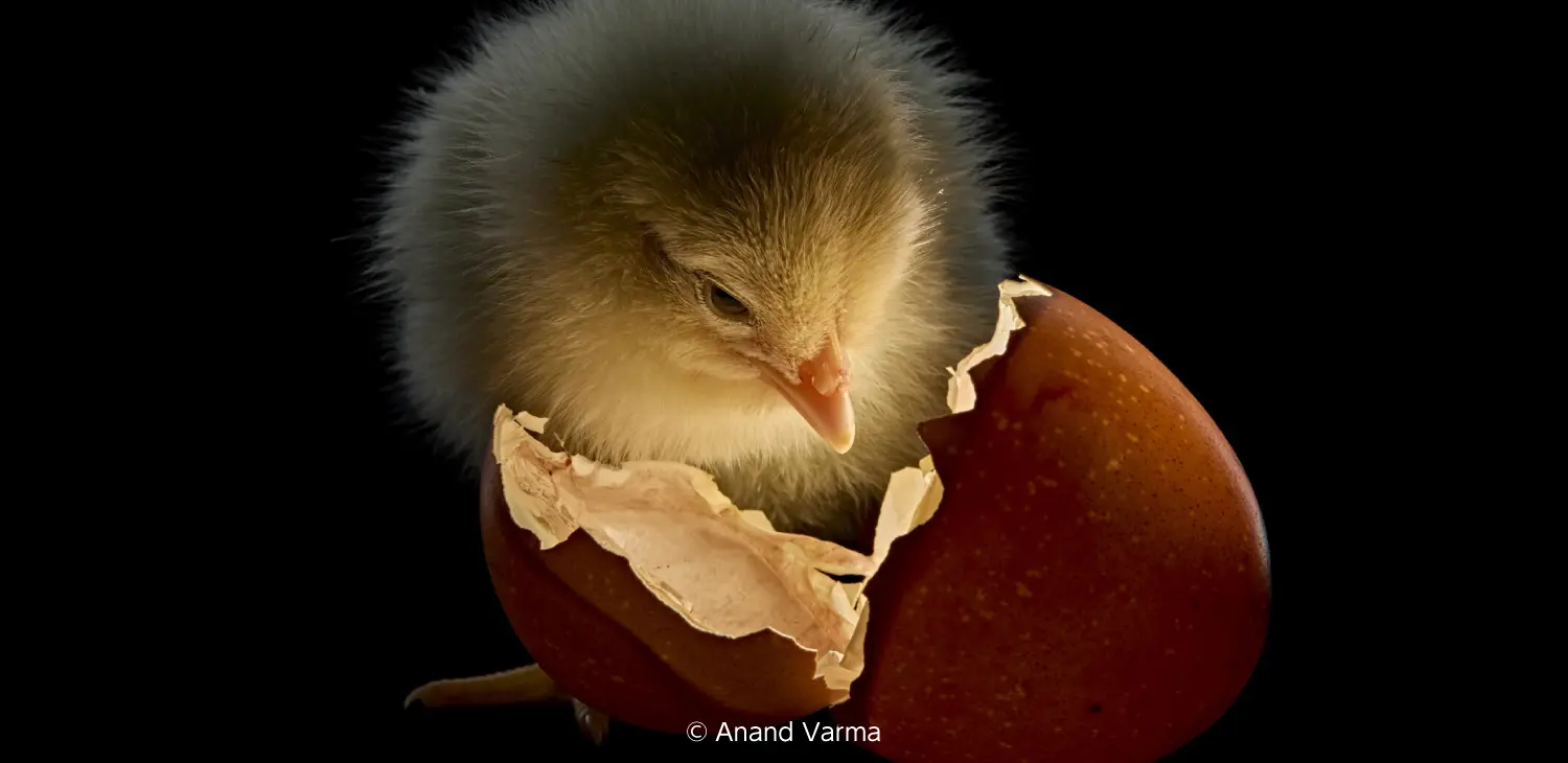 卵の中の胎動、ハチドリの舌の驚異…肉眼では見えない生命の神秘に迫る。写真家アナンド・ヴァルマ氏がディズニー「アースマンス」イベントで日本のメディアに初登場！