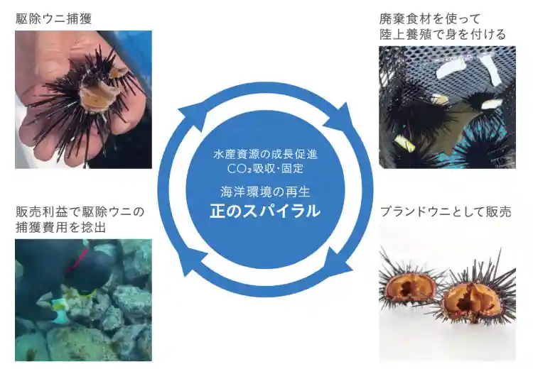 ウニ再生と海洋環境保全|高田工業所の海洋資源保全への取り組み