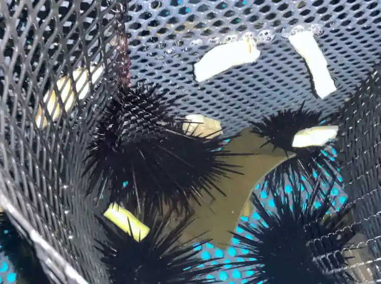 宗像ウニプロジェクトで活用されるウニと海藻|高田工業所の海洋資源保全への取り組み